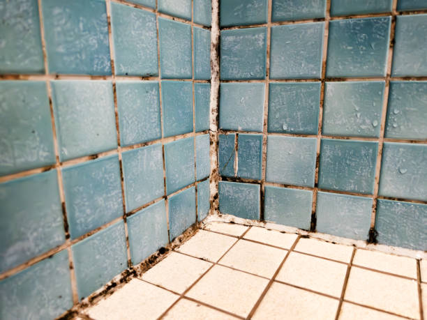 Best Basement Mold Removal  in Maryville, MO