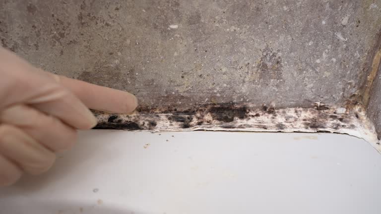 Best Commercial Mold Inspection  in Maryville, MO